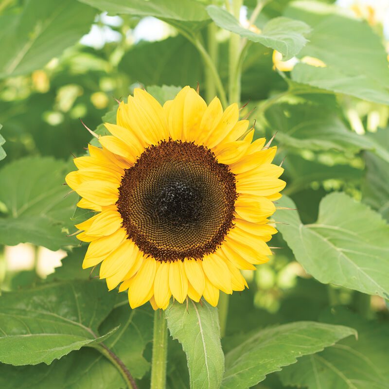 Sunflower Ruby Eclipse (Non-Organic)