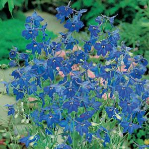 Delphinium Belladonna Blue (Non-Organic)