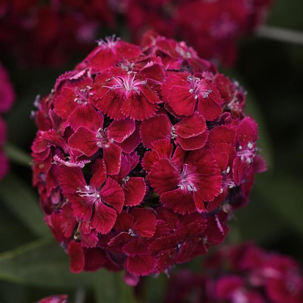 Dianthus Sweet Purple (Non-Organic)