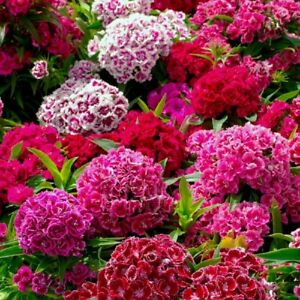 Dianthus Tall Double Mix (Non-Organic)